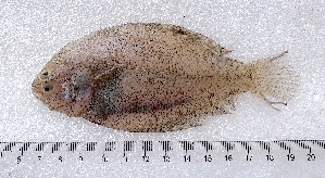  ( - E15-1)  @11 [ ] Copyright © (2054) JULIET AMA MAWUSI KOUDONU University of Ghana