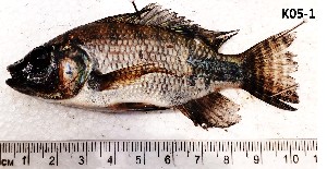  ( - K05-1)  @11 [ ] Copyright © (2025) JULIET AMA MAWUSI KOUDONU University of Ghana, Legon