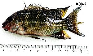  ( - K08-2)  @11 [ ] Copyright © (2025) JULIET AMA MAWUSI KOUDONU University of Ghana, Legon