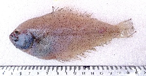  ( - T10-1)  @11 [ ] Copyright © (2066) JULIET AMA MAWUSI KOUDONU University of Ghana