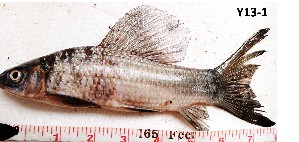  ( - Y13-1)  @11 [ ] Copyright © (2025) JULIET AMA MAWUSI KOUDONU University of Ghana, Legon