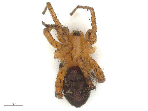  ( - CBG-B00077-H10)  @11 [ ] CreativeCommons - Attribution Share - Alike (2025) CBG Photography Group Centre for Biodiversity Genomics