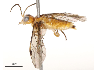  ( - CBG-B00078-F03)  @11 [ ] CreativeCommons - Attribution Share - Alike (2025) CBG Photography Group Centre for Biodiversity Genomics