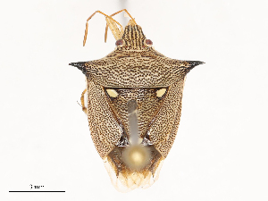  ( - CBG-B00081-G02)  @11 [ ] CreativeCommons - Attribution Share - Alike (2025) CBG Photography Group Centre for Biodiversity Genomics