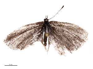  ( - CBG-B00085-B07)  @11 [ ] CreativeCommons - Attribution Share - Alike (2025) CBG Photography Group Centre for Biodiversity Genomics