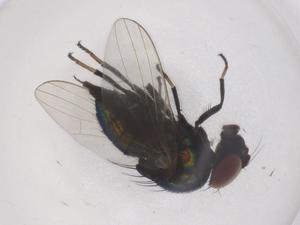  ( - CBG-B00746-A07)  @11 [ ] CreativeCommons - Attribution Share - Alike (2025) Centre for Biodiversity Genomics Centre for Biodiversity Genomics