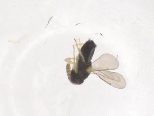  ( - CBG-B00859-A02)  @11 [ ] CreativeCommons - Attribution Share - Alike (2025) Centre for Biodiversity Genomics Centre for Biodiversity Genomics