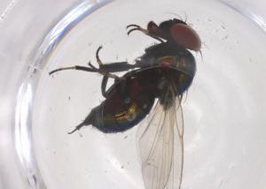  ( - CBG-B01269-G05)  @11 [ ] CreativeCommons - Attribution Share - Alike (2025) Centre for Biodiversity Genomics Centre for Biodiversity Genomics