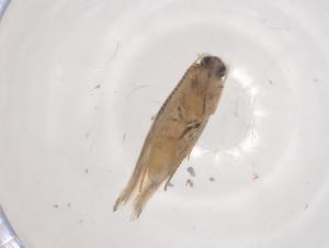  ( - CBG-B10826-F10)  @11 [ ] CreativeCommons - Attribution Share - Alike (2025) Centre for Biodiversity Genomics Centre for Biodiversity Genomics