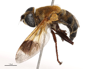  ( - CBG-B19169-B01)  @11 [ ] CreativeCommons - Attribution Share - Alike (2025) CBG Photography Group Centre for Biodiversity Genomics