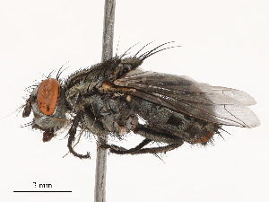  ( - CBG-B19169-C08)  @11 [ ] CreativeCommons - Attribution Share - Alike (2025) CBG Photography Group Centre for Biodiversity Genomics