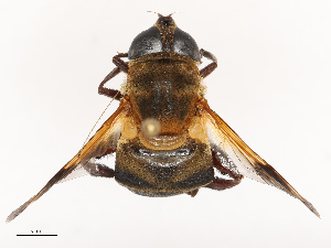  ( - CBG-B19182-E01)  @11 [ ] CreativeCommons - Attribution Share - Alike (2025) CBG Photography Group Centre for Biodiversity Genomics