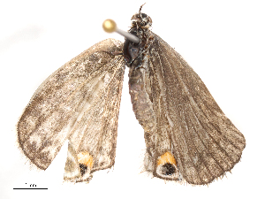  ( - CBG-B01642-B07)  @11 [ ] CreativeCommons - Attribution Share - Alike (2025) CBG Photography Group Centre for Biodiversity Genomics