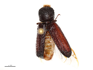  ( - CBG-B01642-C05)  @11 [ ] CreativeCommons - Attribution Share - Alike (2025) CBG Photography Group Centre for Biodiversity Genomics