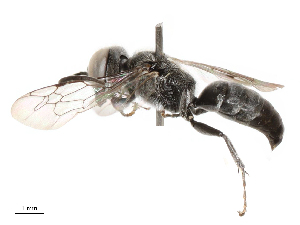  ( - CBG-B01642-G07)  @11 [ ] CreativeCommons - Attribution Share - Alike (2025) CBG Photography Group Centre for Biodiversity Genomics