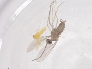  ( - CBG-B01771-F02)  @11 [ ] CreativeCommons - Attribution Share - Alike (2025) Centre for Biodiversity Genomics Centre for Biodiversity Genomics