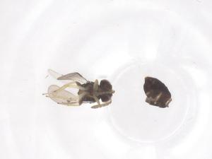  ( - CBG-B03058-H06)  @11 [ ] CreativeCommons - Attribution Share - Alike (2025) Centre for Biodiversity Genomics Centre for Biodiversity Genomics