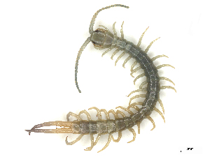  (Ethmostigmus trigonopodus - CBG-B03260-H07)  @11 [ ] CreativeCommons - Attribution Share - Alike (2025) CBG Photography Group Centre for Biodiversity Genomics