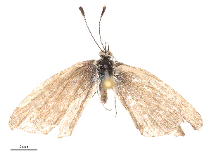  ( - CBG-B03265-H06)  @11 [ ] CreativeCommons - Attribution Share - Alike (2025) CBG Photography Group Centre for Biodiversity Genomics