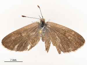  ( - CBG-B03411-E07)  @11 [ ] CreativeCommons - Attribution Share - Alike (2025) CBG Photography Group Centre for Biodiversity Genomics