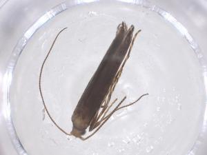  ( - CBG-B04268-C04)  @11 [ ] CreativeCommons - Attribution Share - Alike (2025) Centre for Biodiversity Genomics Centre for Biodiversity Genomics