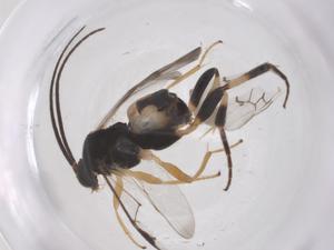  ( - CBG-B04326-A03)  @11 [ ] CreativeCommons - Attribution Share - Alike (2025) Centre for Biodiversity Genomics Centre for Biodiversity Genomics