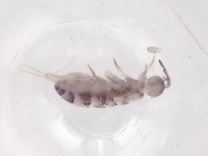  ( - CBG-B04328-F04)  @11 [ ] CreativeCommons - Attribution Share - Alike (2025) Centre for Biodiversity Genomics Centre for Biodiversity Genomics