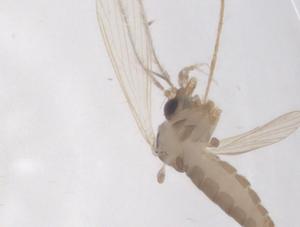  ( - CBG-B04329-A08)  @11 [ ] CreativeCommons - Attribution Share - Alike (2025) Centre for Biodiversity Genomics Centre for Biodiversity Genomics