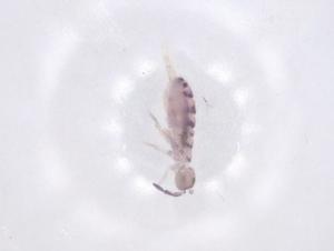  ( - CBG-B04329-F03)  @11 [ ] CreativeCommons - Attribution Share - Alike (2025) Centre for Biodiversity Genomics Centre for Biodiversity Genomics