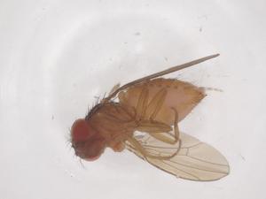  ( - CBG-B04626-B05)  @11 [ ] CreativeCommons - Attribution Share - Alike (2025) Centre for Biodiversity Genomics Centre for Biodiversity Genomics