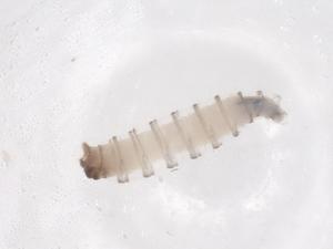  ( - CBG-B04649-G09)  @11 [ ] CreativeCommons - Attribution Share - Alike (2025) Centre for Biodiversity Genomics Centre for Biodiversity Genomics