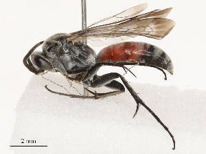  (Evagetes argenteodecoratus - CBG-B07466-D07)  @11 [ ] CreativeCommons - Attribution Share - Alike (2025) CBG Photography Group Centre for Biodiversity Genomics