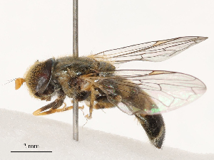  (Eumerus aurifrons - CBG-B07466-F10)  @11 [ ] CreativeCommons - Attribution Share - Alike (2025) CBG Photography Group Centre for Biodiversity Genomics