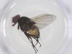  (Musca conducens - CBG-B07512-G02)  @11 [ ] CreativeCommons - Attribution Share - Alike (2025) Centre for Biodiversity Genomics Centre for Biodiversity Genomics
