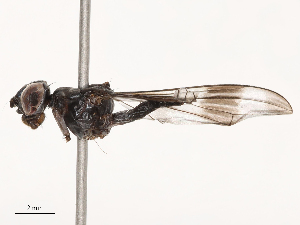  (Hybobata - CBG-B07581-F08)  @11 [ ] CreativeCommons - Attribution Share - Alike (2025) CBG Photography Group Centre for Biodiversity Genomics