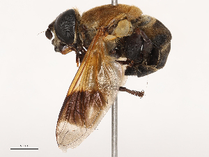  (Senaspis dentipes - CBG-B07581-G11)  @11 [ ] CreativeCommons - Attribution Share - Alike (2025) CBG Photography Group Centre for Biodiversity Genomics