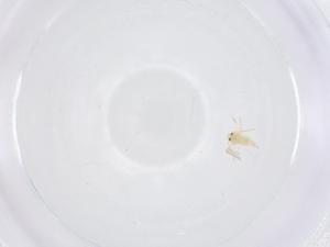  ( - CBG-B20654-C06)  @11 [ ] CreativeCommons - Attribution Share - Alike (2025) Centre for Biodiversity Genomics Centre for Biodiversity Genomics