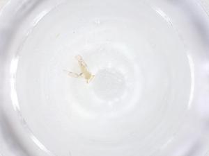  ( - CBG-B20841-G03)  @11 [ ] CreativeCommons - Attribution Share - Alike (2025) Centre for Biodiversity Genomics Centre for Biodiversity Genomics