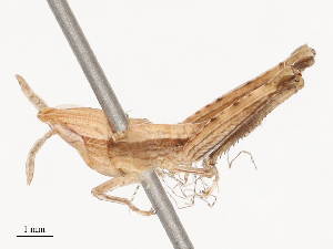  (Duronia - CBG-B21630-D06)  @11 [ ] CreativeCommons - Attribution Share - Alike (2025) CBG Photography Group Centre for Biodiversity Genomics