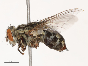  ( - CBG-B21630-H11)  @11 [ ] CreativeCommons - Attribution Share - Alike (2025) CBG Photography Group Centre for Biodiversity Genomics