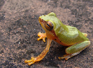  (Raorchestes akroparallagi - RGCB10)  @11 [ ] CreativeCommons - Attribution Non-Commercial Share-Alike (2015) Unspecified RGCB