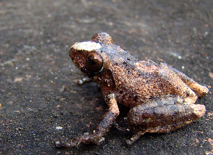  (Raorchestes anili - RGCB18)  @11 [ ] CreativeCommons - Attribution Non-Commercial Share-Alike (2015) Unspecified RGCB