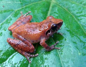  (Pseudophilautus kani - RGCB43)  @11 [ ] CreativeCommons - Attribution Non-Commercial Share-Alike (2015) Unspecified RGCB