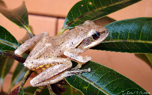  (Polypedates maculatus - RGCB8)  @11 [ ] CreativeCommons - Attribution Non-Commercial Share-Alike (2015) Unspecified RGCB