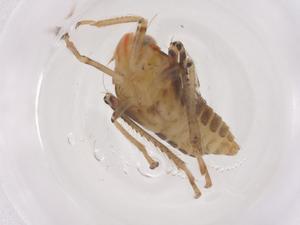  ( - CBG-B00684-B09)  @11 [ ] CreativeCommons - Attribution Share - Alike (2025) Centre for Biodiversity Genomics Centre for Biodiversity Genomics