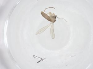  (Sergentomyia distincta - CBG-B07432-B04)  @11 [ ] CreativeCommons - Attribution Share - Alike (2025) Centre for Biodiversity Genomics Centre for Biodiversity Genomics
