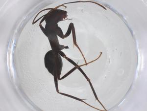  (Camponotus acvapimensis - CBG-B07434-D04)  @11 [ ] CreativeCommons - Attribution Share - Alike (2025) Centre for Biodiversity Genomics Centre for Biodiversity Genomics