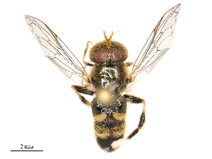  ( - CBG-B21237-A07)  @11 [ ] CreativeCommons - Attribution Share - Alike (2025) CBG Photography Group Centre for Biodiversity Genomics