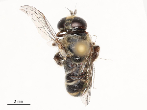  ( - CBG-B21315-F01)  @11 [ ] CreativeCommons - Attribution Share - Alike (2025) CBG Photography Group Centre for Biodiversity Genomics