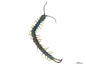  ( - CBG-B23319-H09)  @11 [ ] CreativeCommons - Attribution Share - Alike (2025) CBG Photography Group Centre for Biodiversity Genomics